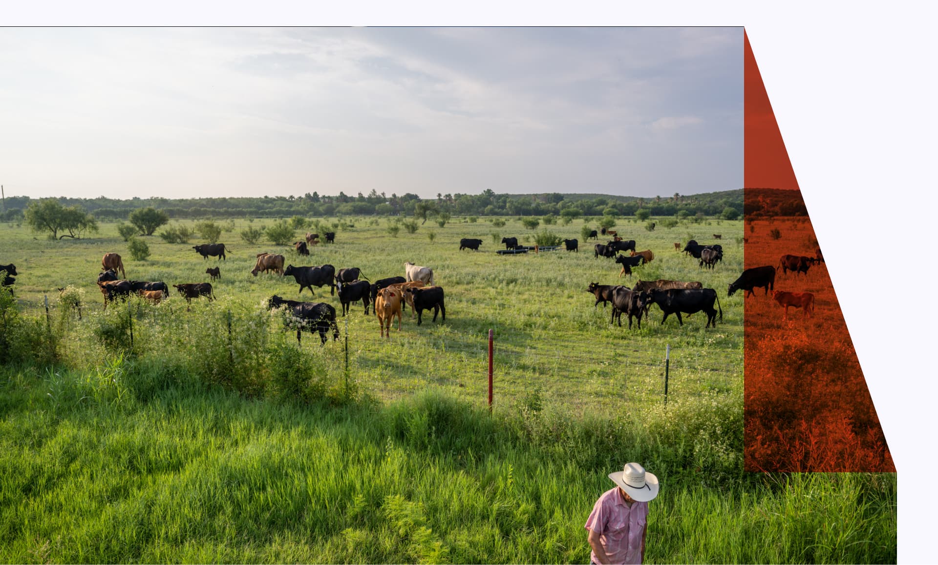 Farmer and beef on a field